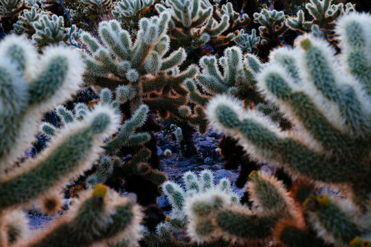 Close up of cholla cactus