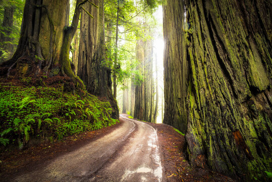 View of path passing through Jedediah Smith Redwoods State Park