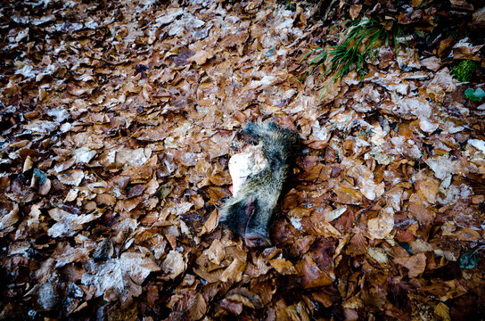 Close up of dead animal