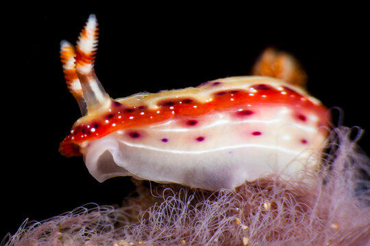 Close up of Nudibranch on coral