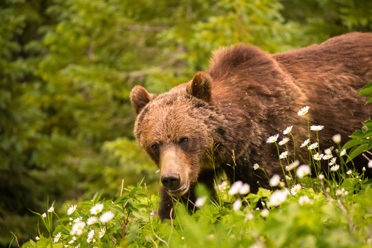 Grizzly Bear In Glacier National Park