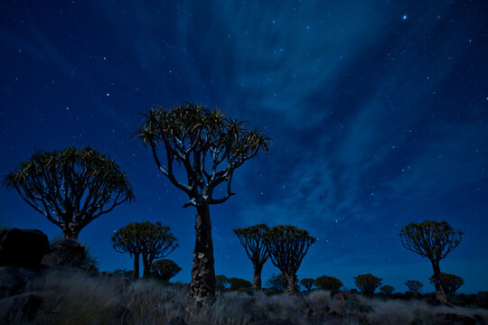 View of Quiver Tree Forest against starry sky at night
