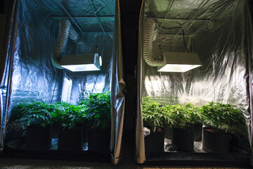 Interior view of greenhouse