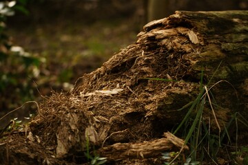 Decaying wood