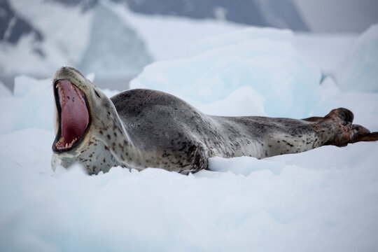 Close up of leopard seal resting on iceberg
