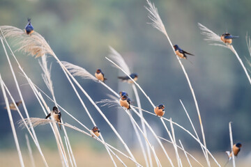 Group of barn swallow perching on crops
