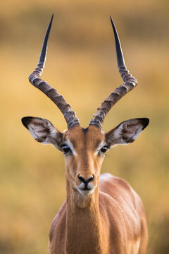Portrait of Impala in Okavango Delta