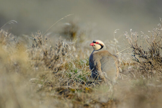 Close up of chukar