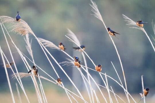 Group of barn swallow perching on crops - Powered by Adobe