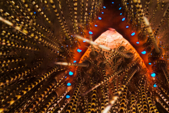 Close up of sea urchin