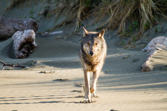 Portrait of wild gray wolf walking on beach