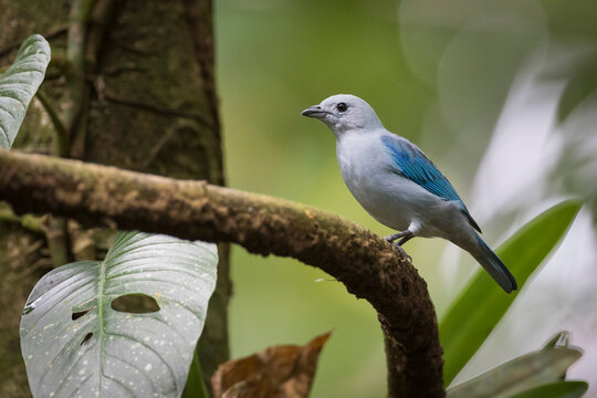 Blue gray tanager perching on branch in Heredia Province