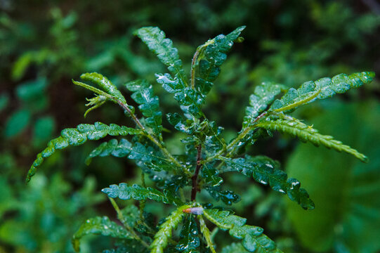 Close up of plant in Voyageurs National Park