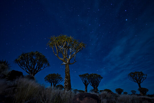 Low angle view of quiver trees against starry sky