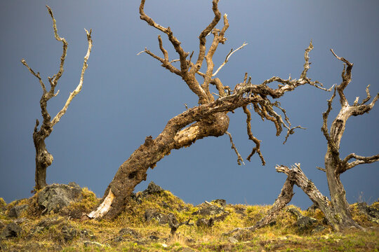 Koa trees on Big Island of Hawaii