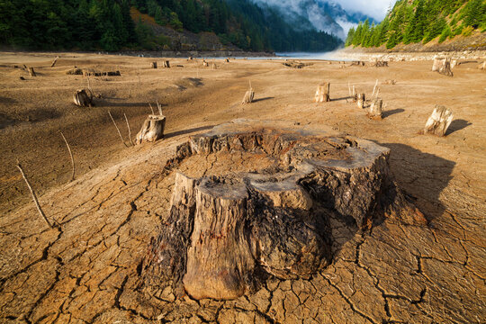 View of tree stumps on landscape