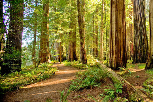 Fototapeta Scenic view of Jedediah Smith Redwoods State Park