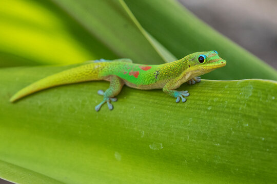 Close up of Day gecko on leaf