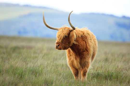 Highland cattle standing on grassy landscape