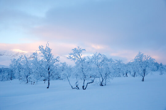 View of frozen trees on snowy landscape against sky