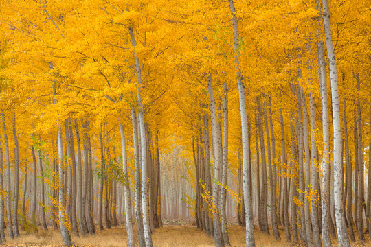 Pacific albus trees in Boardman
