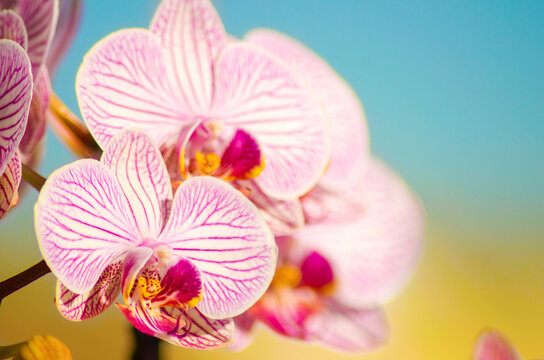 Close up of pink striped petals of orchid flower