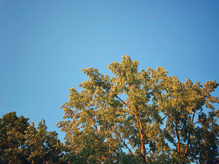 Evening light on trees