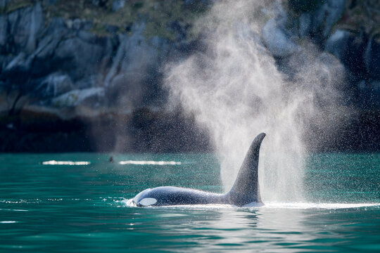 Orca spouting water from it's blowhole in Resurrection Bay