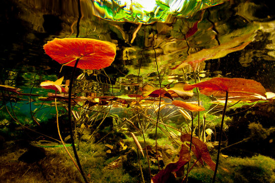 Water plants at Grand Cenote in Mexico