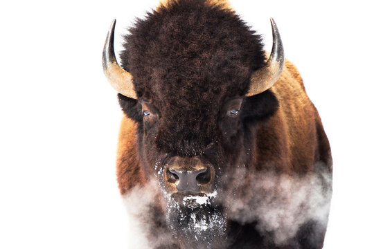 Bison in Yellowstone National Park