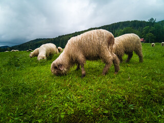 Sheep grazing - Zakopane - Tatry - Tatra Mountains