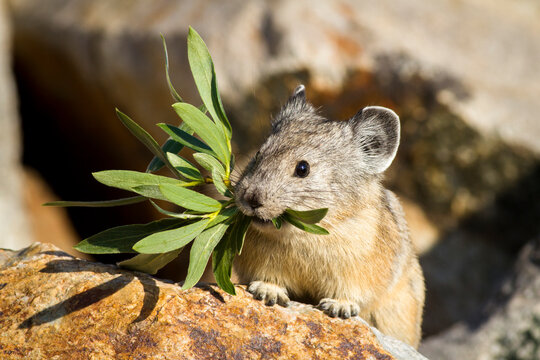Portrait of pika holding leaves in mouth