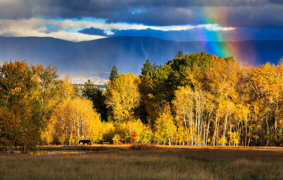 Horse grazing grass in Bitterroot Valley with mountain in background