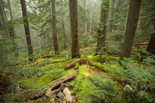 View of forest in Garibaldi Provincial Park