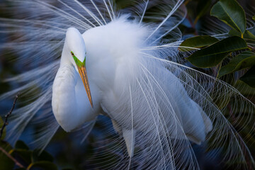 Close up of great egret in Wakodahatchee Wetlands