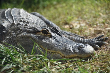 alligator in the everglades