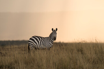Portrait of zebra standing in grass