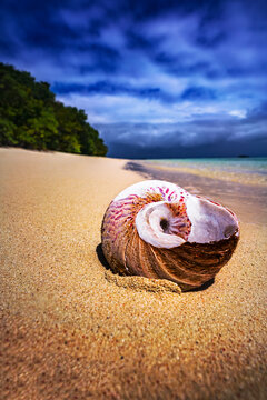 Close up of nautilus shell buried in the sand