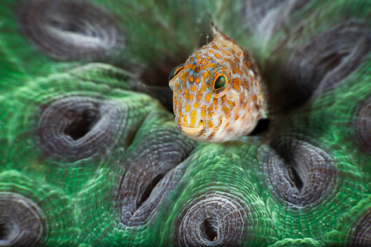 Close Up Of Blenny On Coral