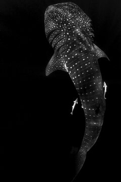 Overhead view of whale shark with two remoras swimming in sea