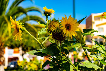 sunflower and bee