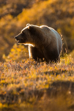 Grizzly bear in Denali National Park and Preserve