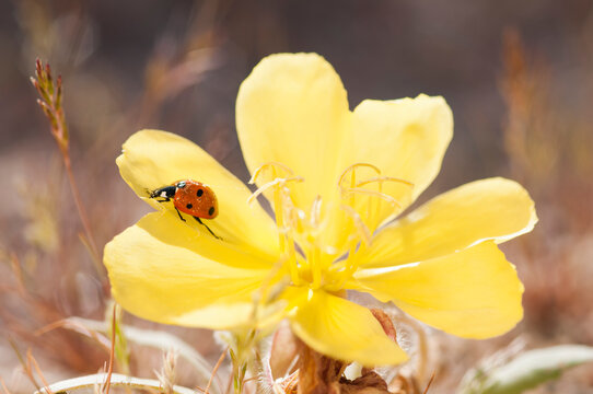 Close up of ladybird beetle on primrose wildflower