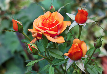 An orange rose closeup in a garden