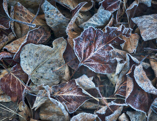 Close up of frozen leaves