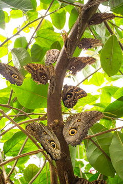 Owl butterflies perching on tree