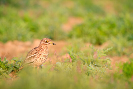 Close up of stone curlew perching on grass