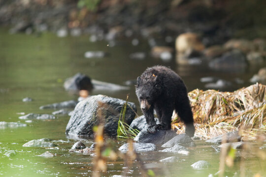 View of black bear standing on rock by river