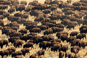 Herd of bison walking on grassy landscape