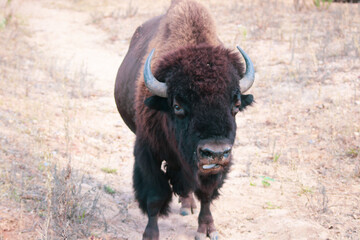 American Bison Head on